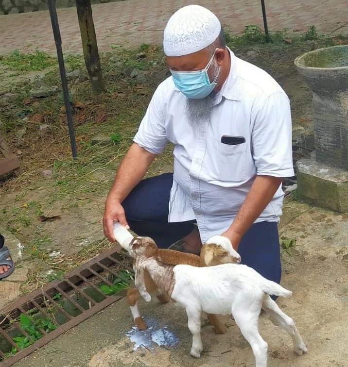 Detail Cempe Anak Kambing Nomer 27