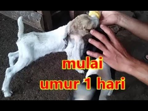 Detail Cempe Anak Kambing Nomer 29