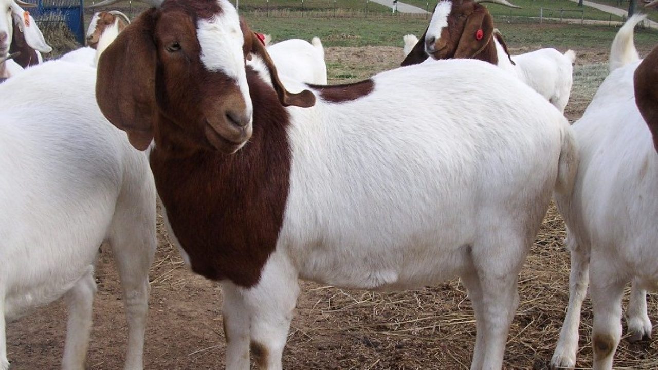 Detail Cempe Anak Kambing Nomer 30
