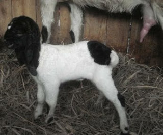 Detail Cempe Anak Kambing Nomer 31
