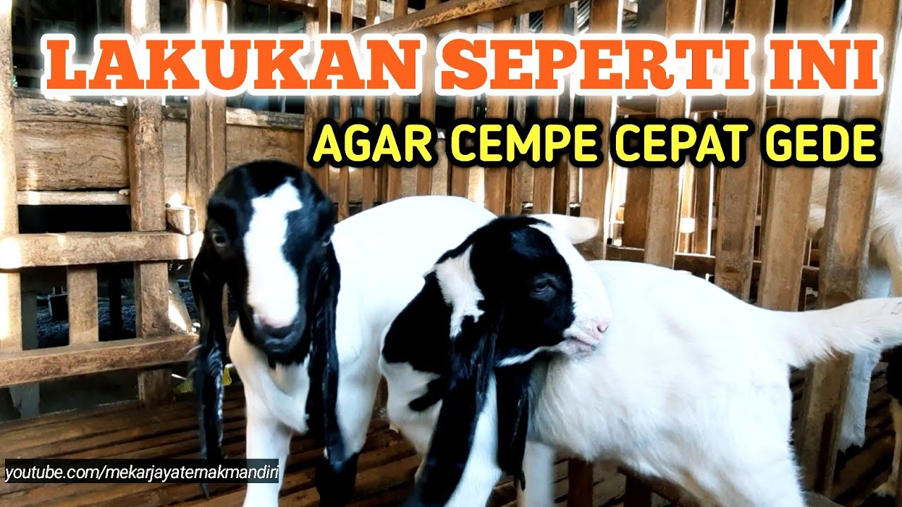 Detail Cempe Anak Kambing Nomer 33