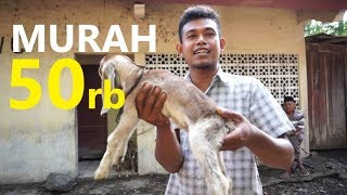 Detail Cempe Anak Kambing Nomer 34