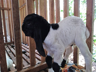 Detail Cempe Anak Kambing Nomer 5