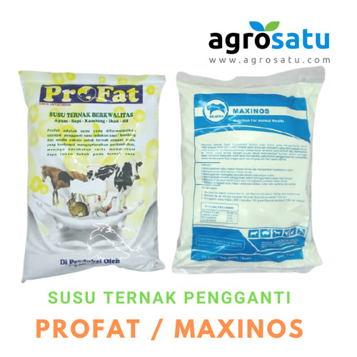 Detail Cempe Anak Kambing Nomer 35