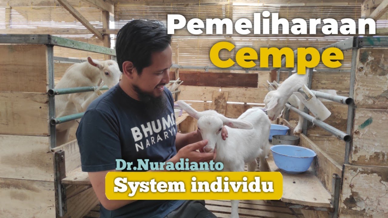 Detail Cempe Anak Kambing Nomer 36