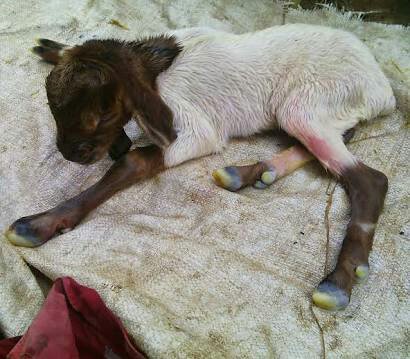 Detail Cempe Anak Kambing Nomer 37