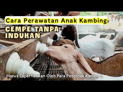 Detail Cempe Anak Kambing Nomer 39
