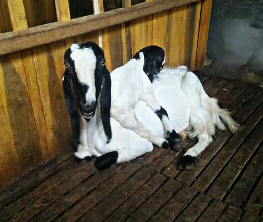 Detail Cempe Anak Kambing Nomer 40