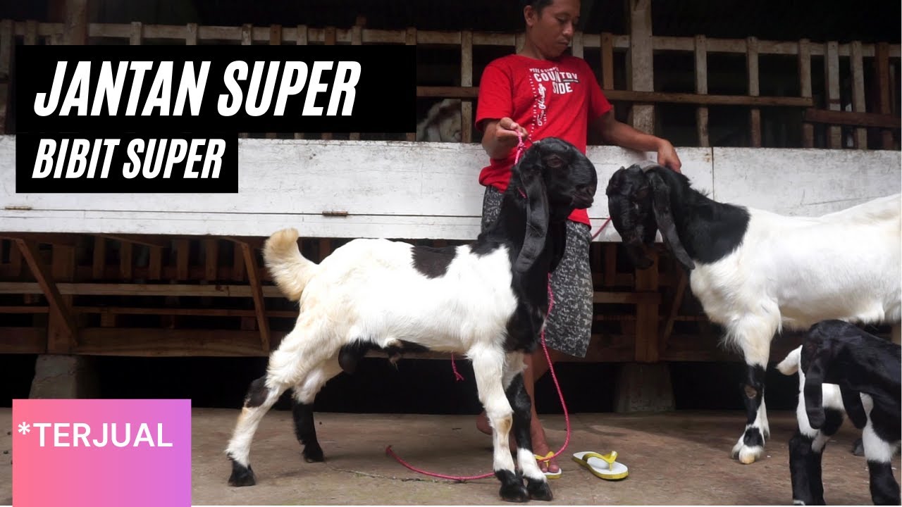 Detail Cempe Anak Kambing Nomer 41