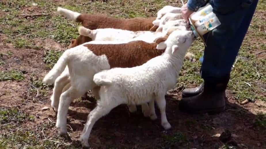 Detail Cempe Anak Kambing Nomer 6