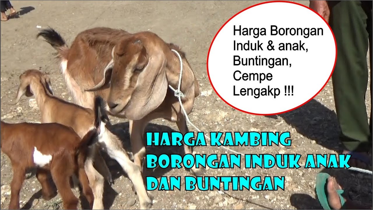 Detail Cempe Anak Kambing Nomer 45