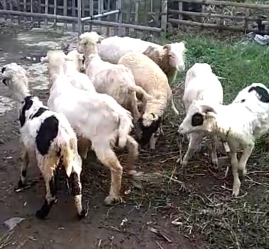 Detail Cempe Anak Kambing Nomer 46