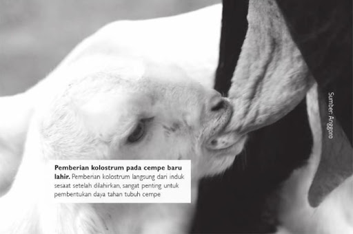 Detail Cempe Anak Kambing Nomer 47