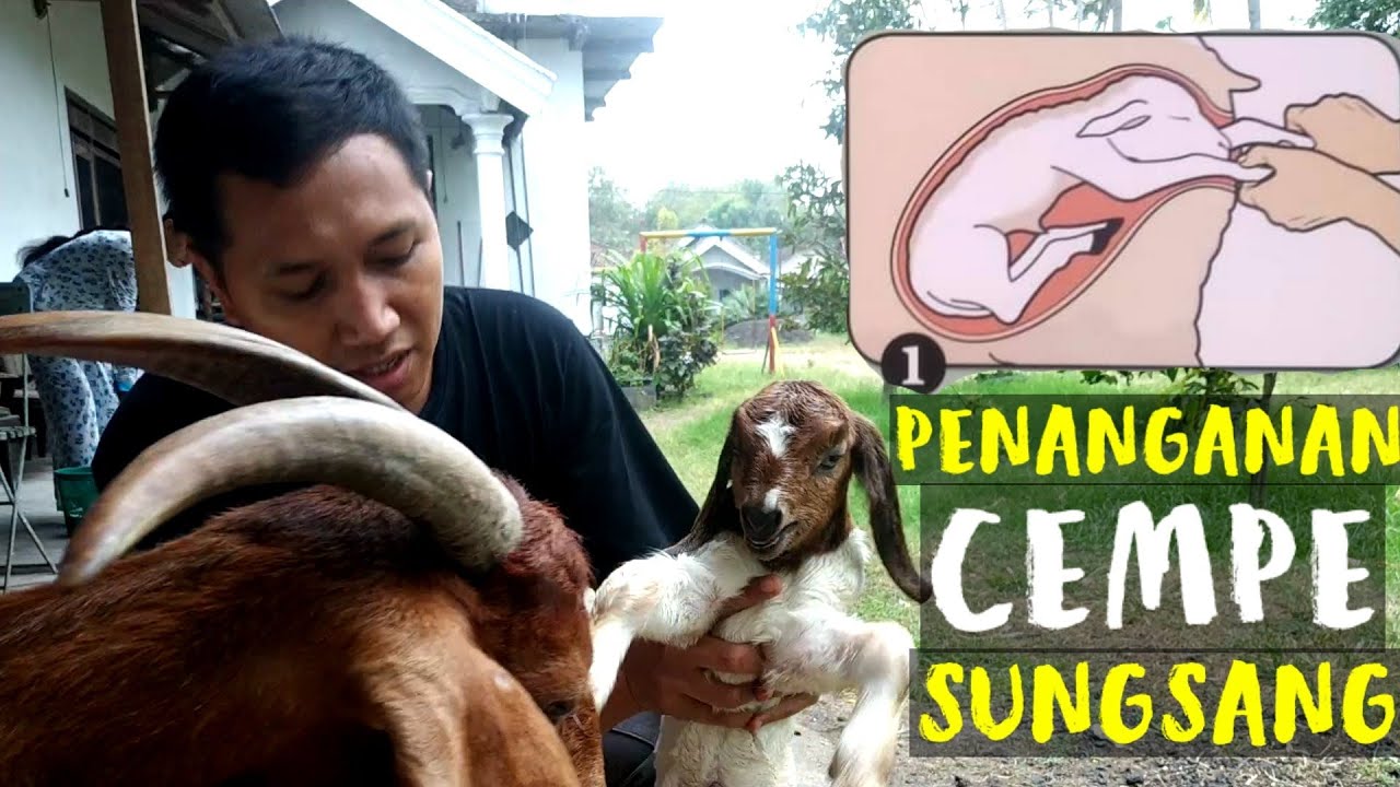 Detail Cempe Anak Kambing Nomer 48