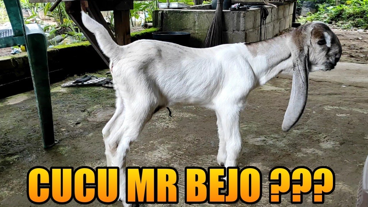 Detail Cempe Anak Kambing Nomer 49