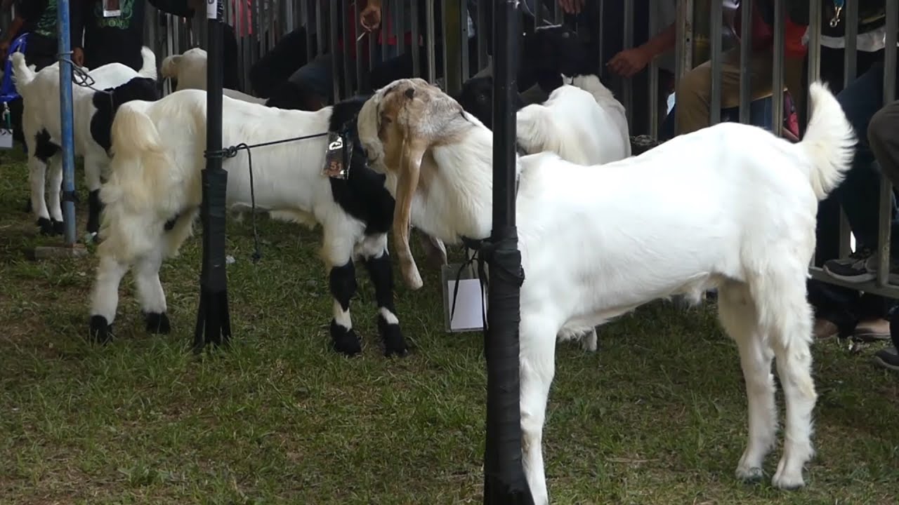 Detail Cempe Anak Kambing Nomer 50