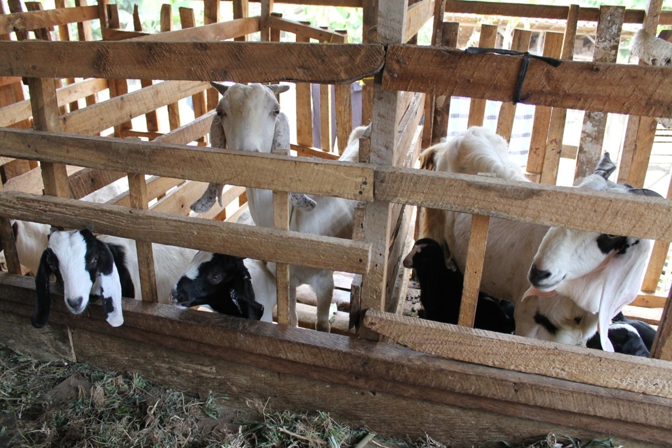 Detail Cempe Anak Kambing Nomer 7