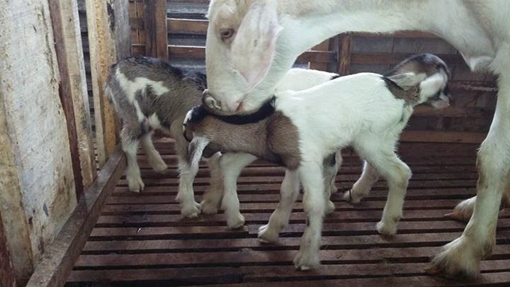 Detail Cempe Anak Kambing Nomer 8