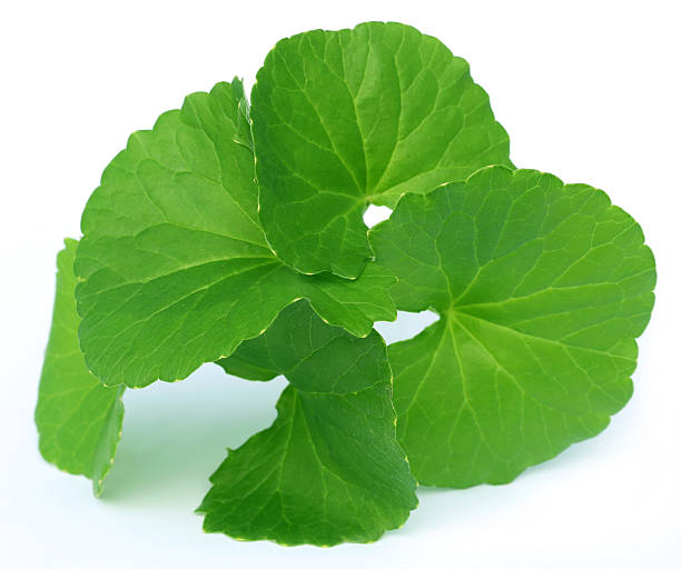 Detail Centella Asiatica Png Nomer 11