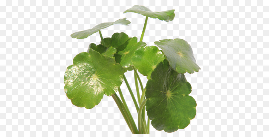 Detail Centella Asiatica Png Nomer 13