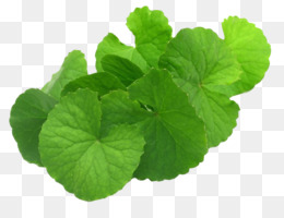 Detail Centella Asiatica Png Nomer 3