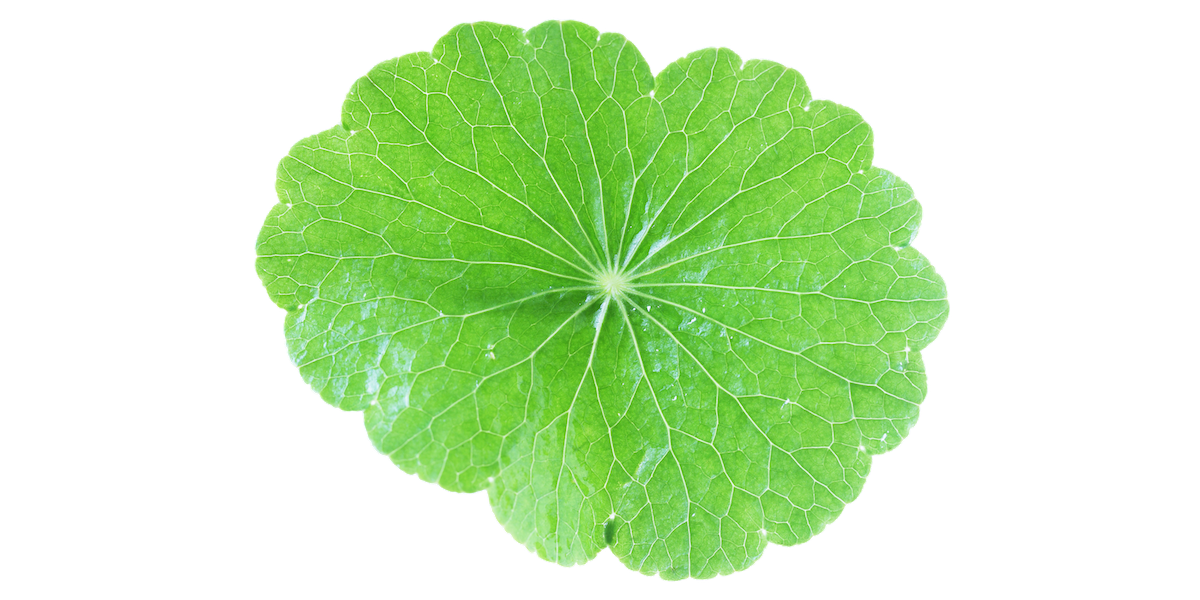 Detail Centella Asiatica Png Nomer 24