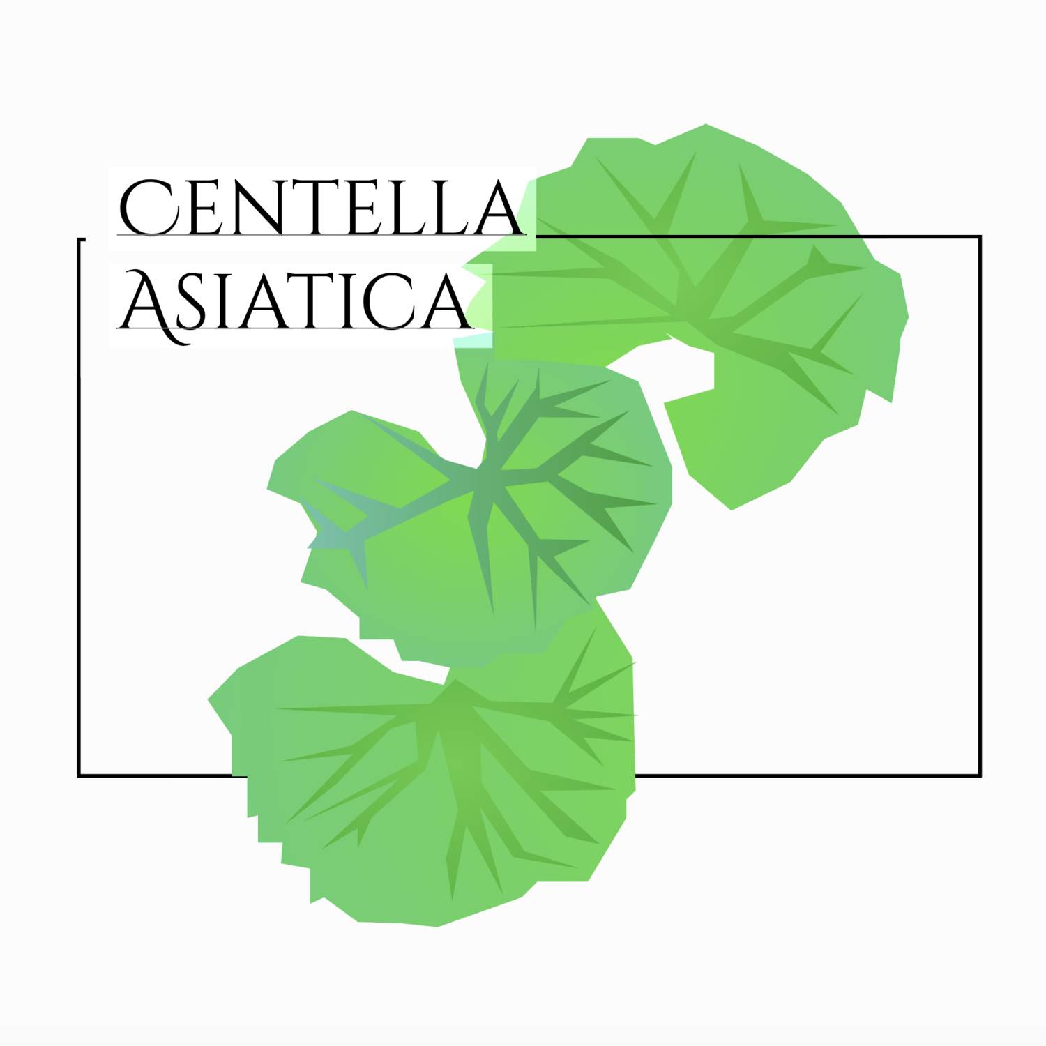 Detail Centella Asiatica Png Nomer 30