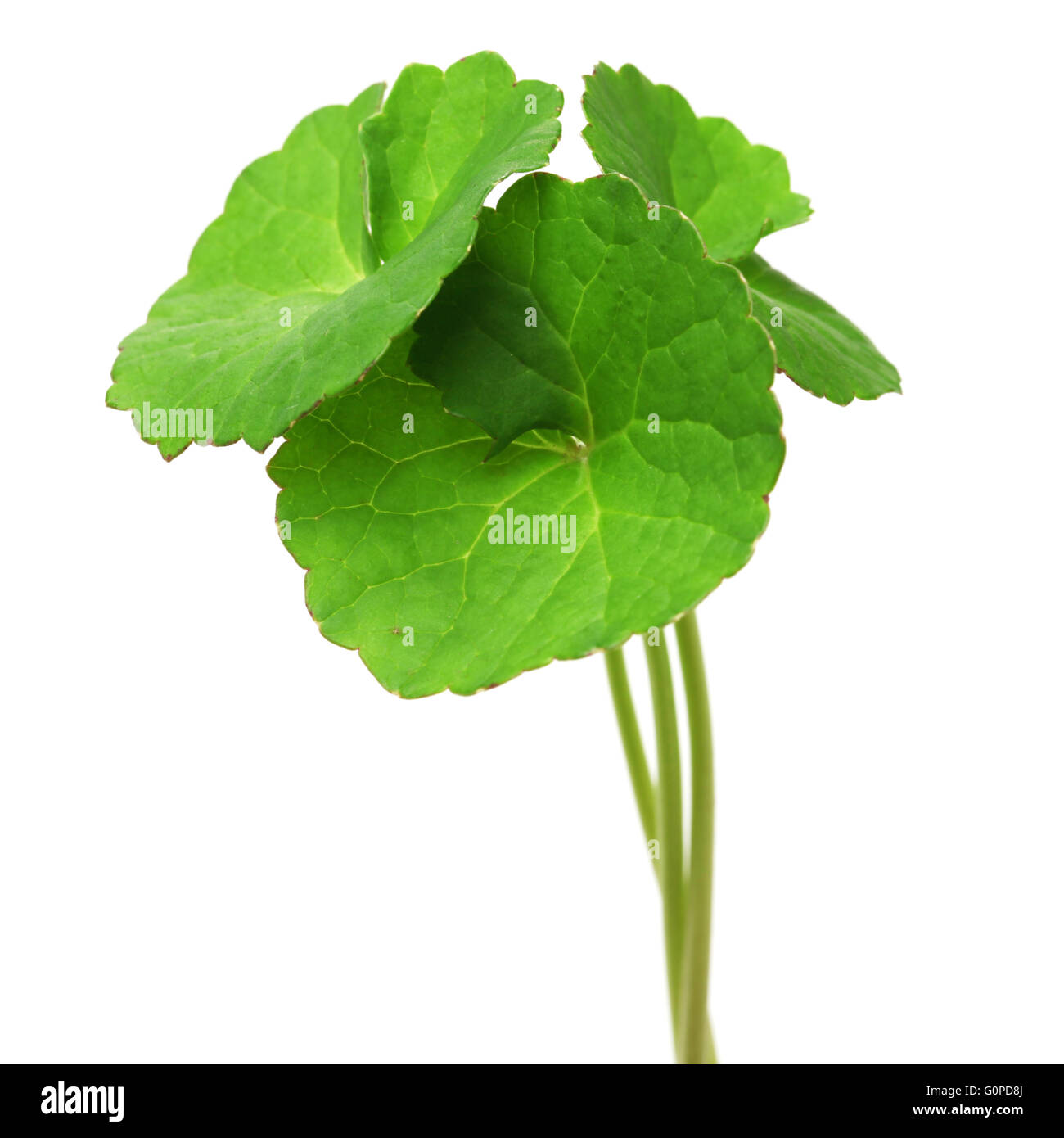 Detail Centella Asiatica Png Nomer 39