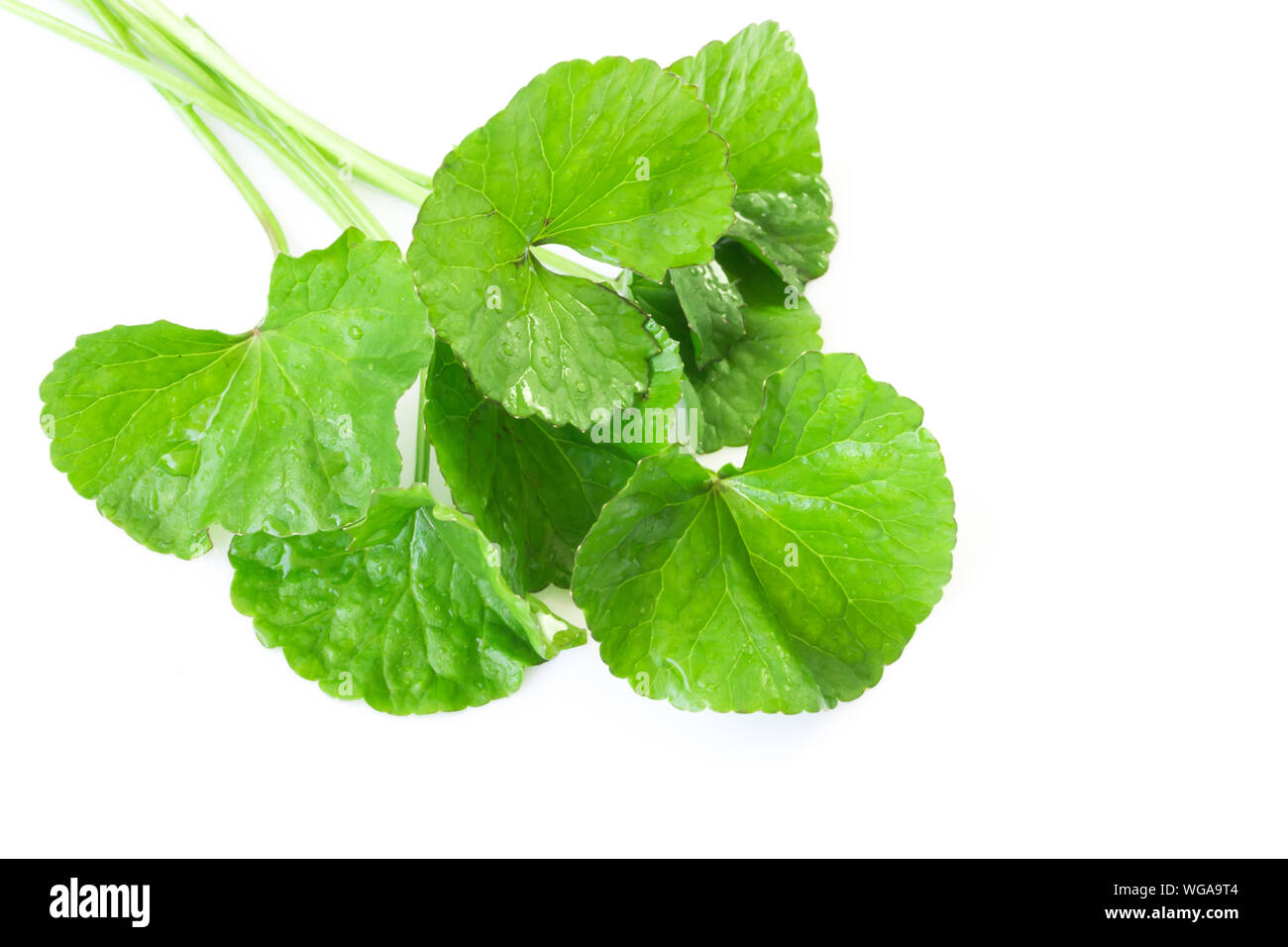 Detail Centella Asiatica Png Nomer 56