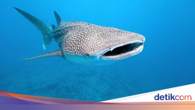 Detail Cerita Bergambar Yunus Di Perut Ikan Nomer 28