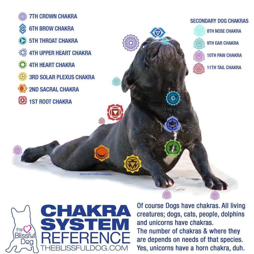 Detail Chakra Dog Collar Nomer 14
