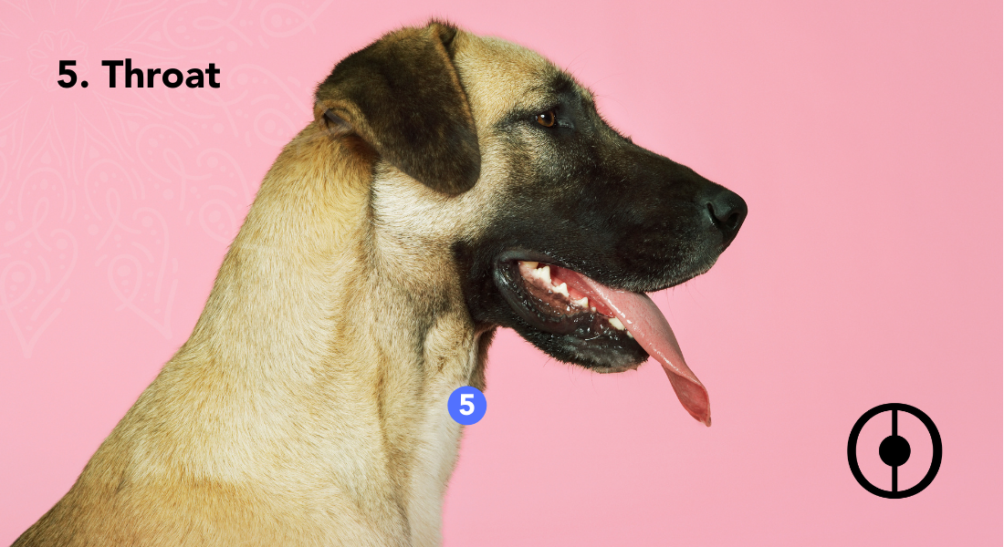 Detail Chakra Dog Collar Nomer 31