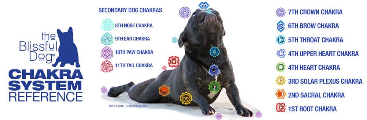 Detail Chakra Dog Collar Nomer 48