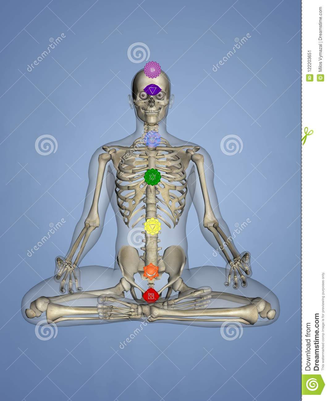 Detail Chakra Skeleton Nomer 4