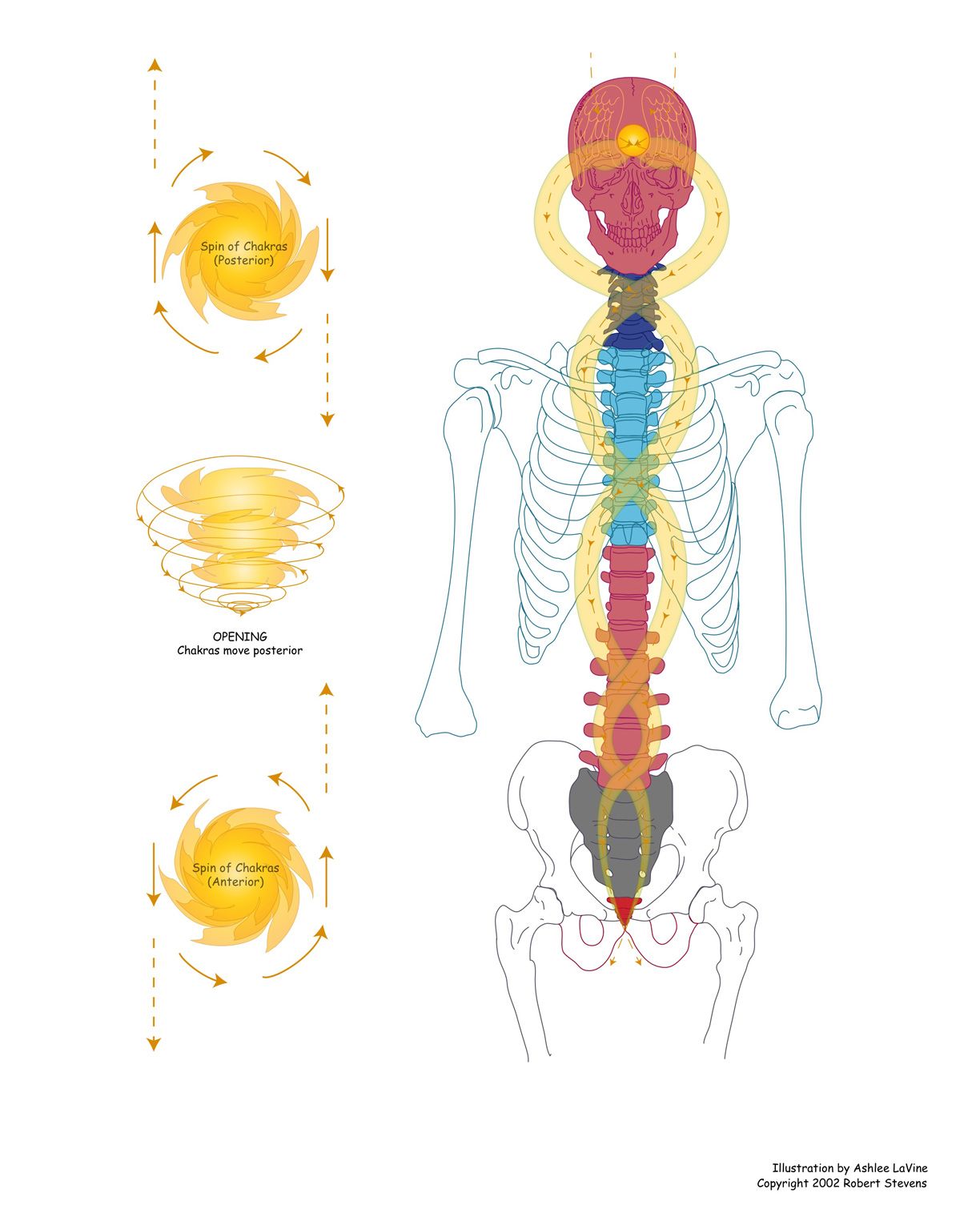 Detail Chakra Skeleton Nomer 9