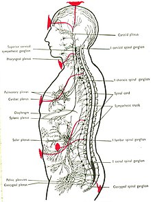 Detail Chakra System Images Nomer 44