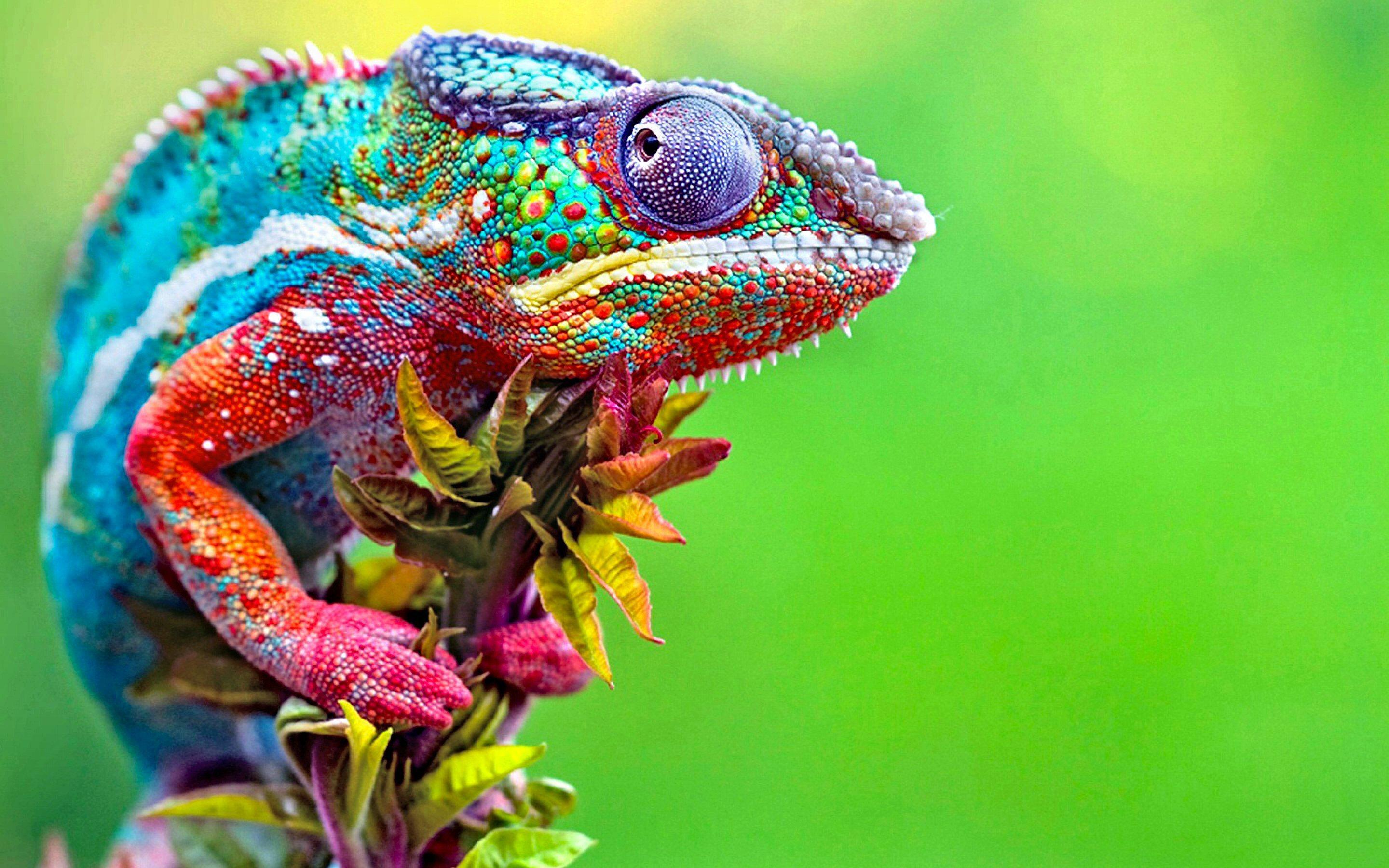 Chameleon Live Wallpaper - KibrisPDR