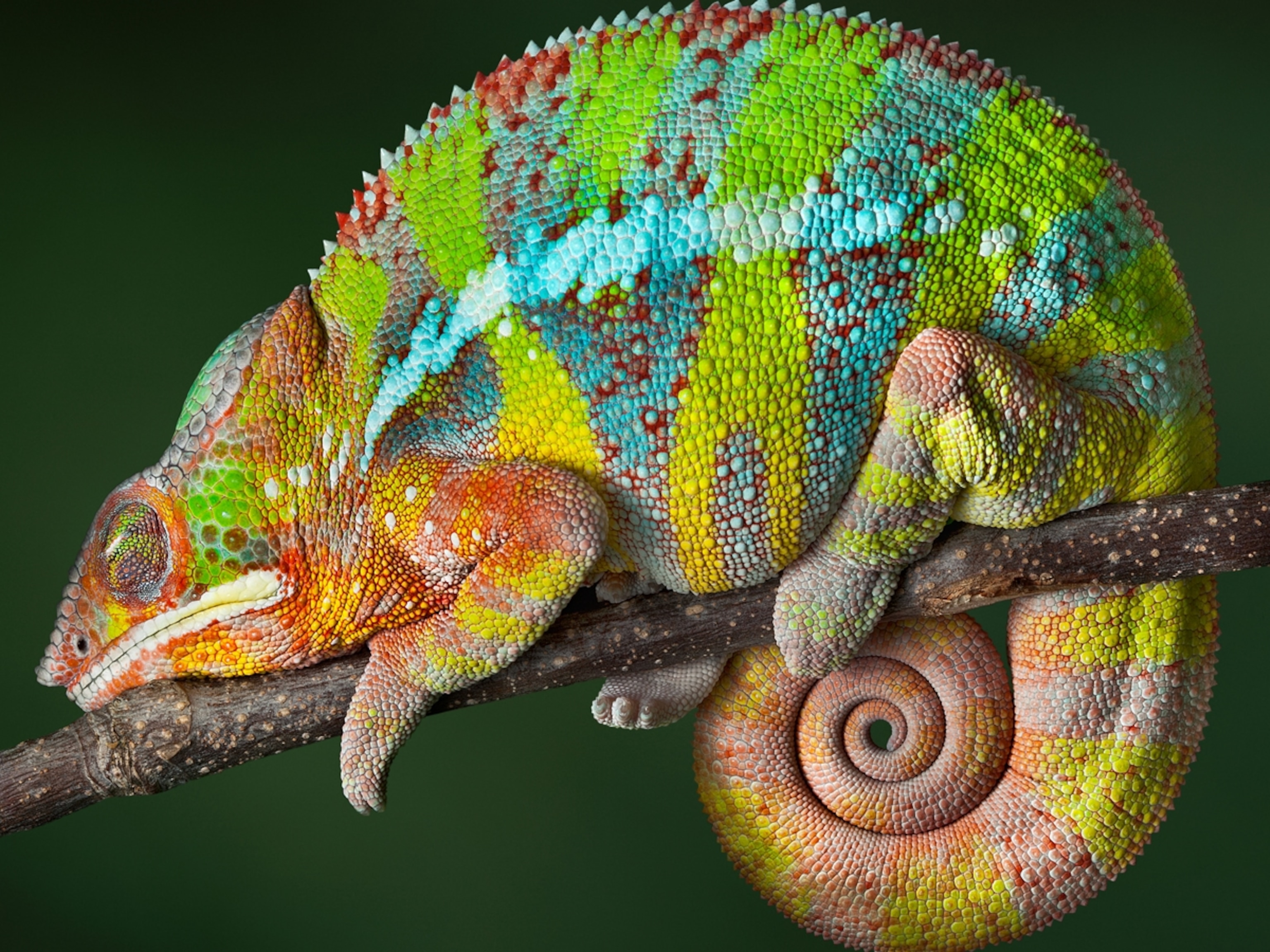 Detail Chameleon Live Wallpaper Nomer 17