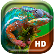 Detail Chameleon Live Wallpaper Nomer 28