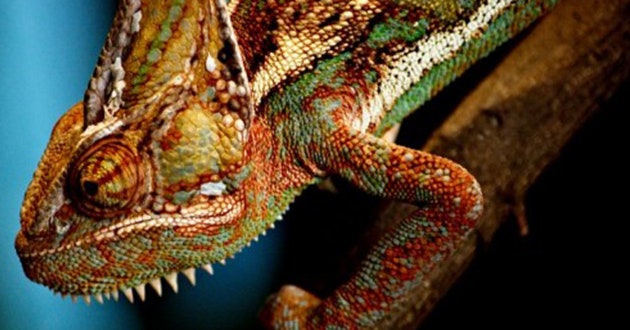 Detail Chameleon Live Wallpaper Nomer 35