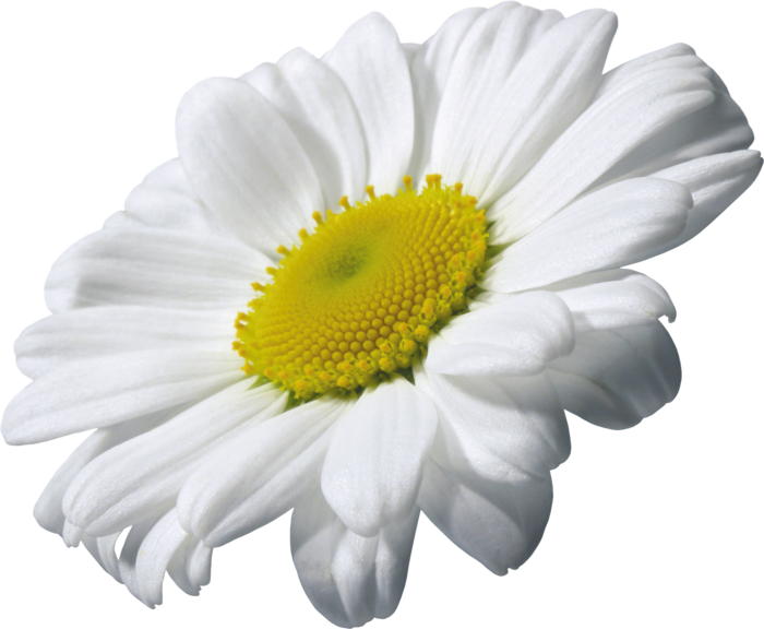 Detail Chamomile Flower Png Nomer 17