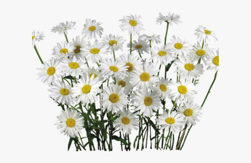 Detail Chamomile Flower Png Nomer 27