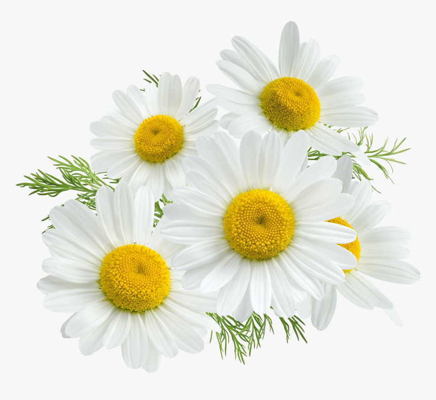 Detail Chamomile Flower Png Nomer 4