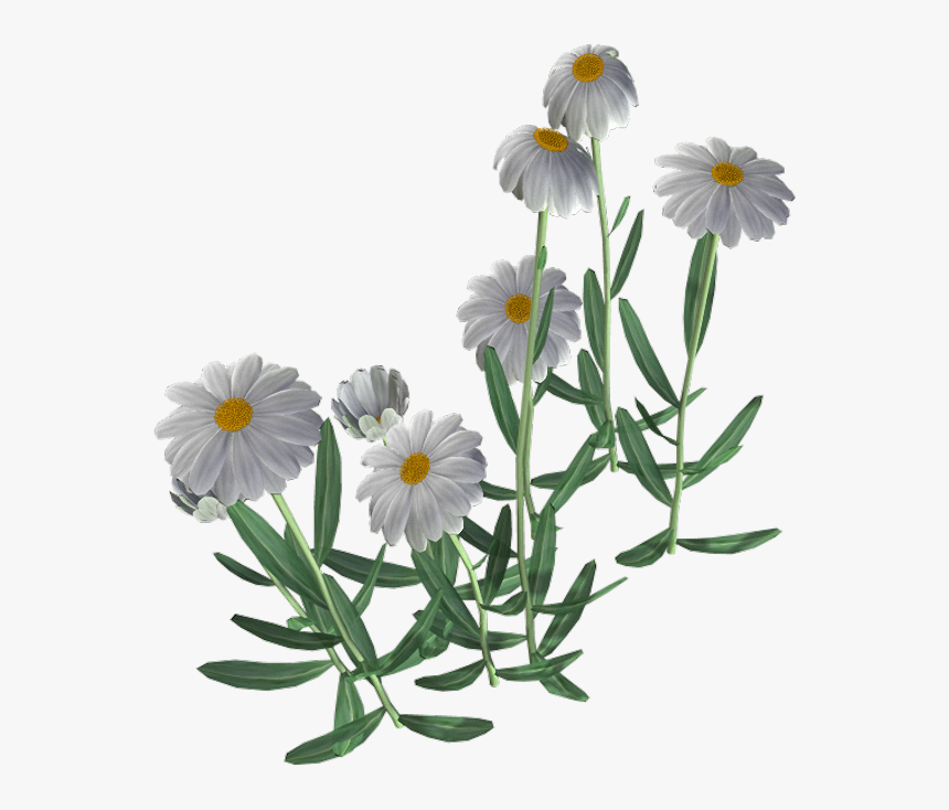 Detail Chamomile Flower Png Nomer 32