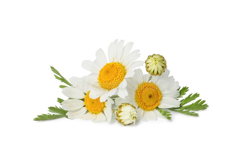 Detail Chamomile Flower Png Nomer 39