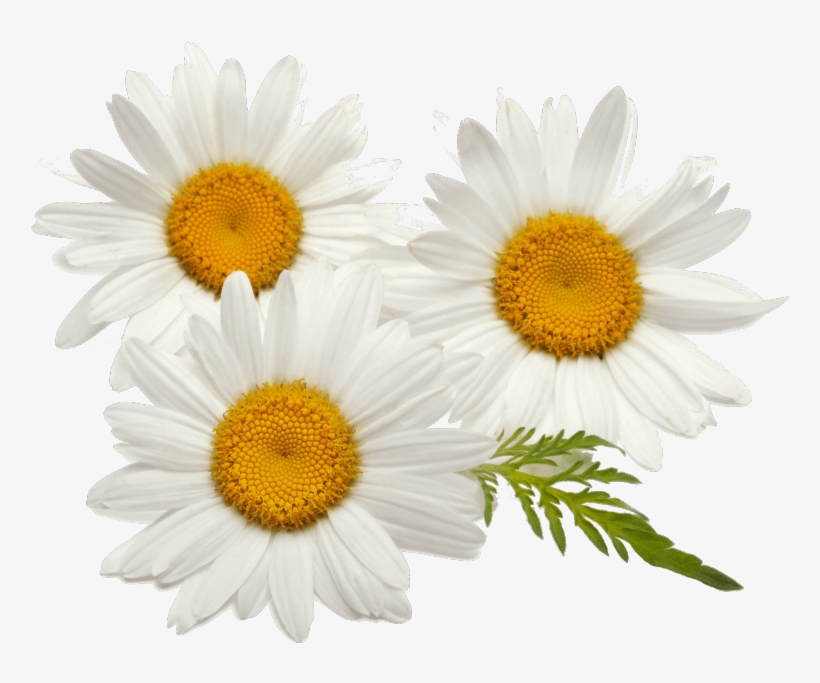 Detail Chamomile Flower Png Nomer 5