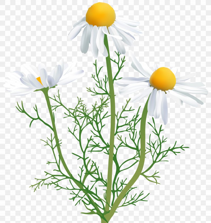 Detail Chamomile Flower Png Nomer 40