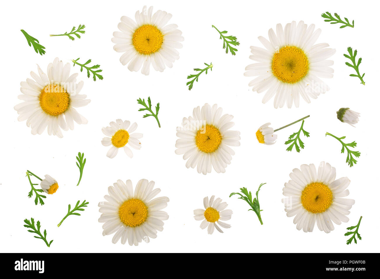 Detail Chamomile Flower Png Nomer 41