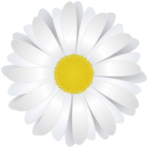 Detail Chamomile Flower Png Nomer 42