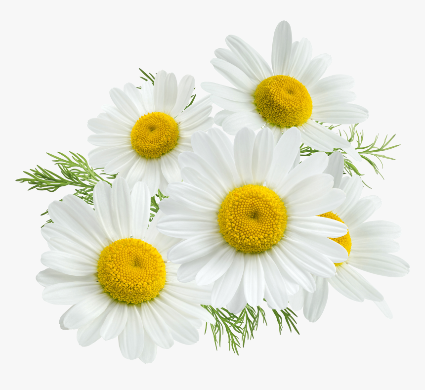 Chamomile Png - KibrisPDR